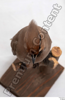 Bohemian waxwing Bombycilla garrulus head 0010.jpg